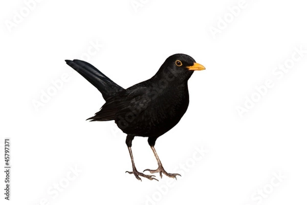 Fototapeta Kos na białym tle na białym tle - turdus merula
