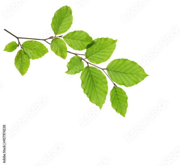 Fototapeta Beech branch with fresh green leaves isolated on white background.