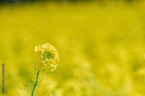 Fototapeta 菜の花