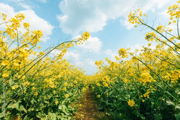 Fototapeta 菜の花畑