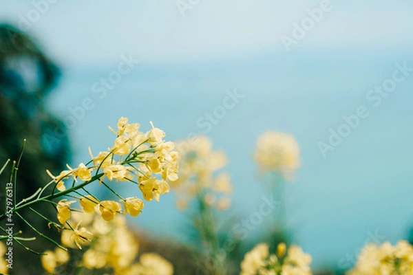 Fototapeta 菜の花と海