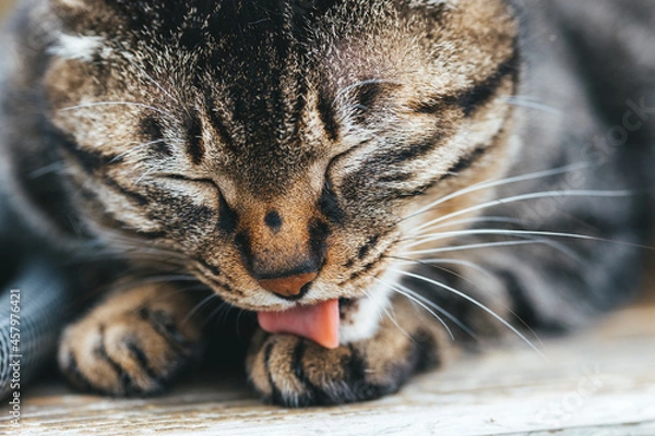 Fototapeta 手を舐める猫