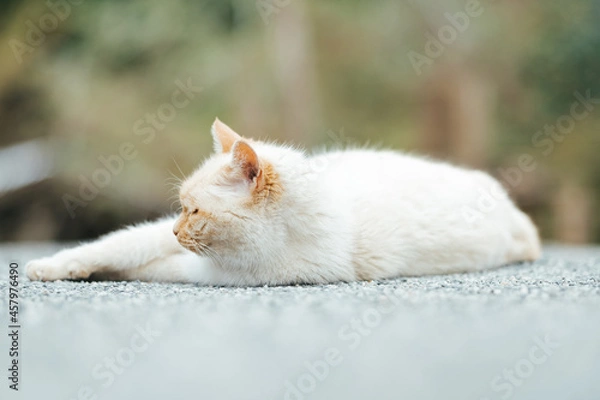 Fototapeta だらしない猫