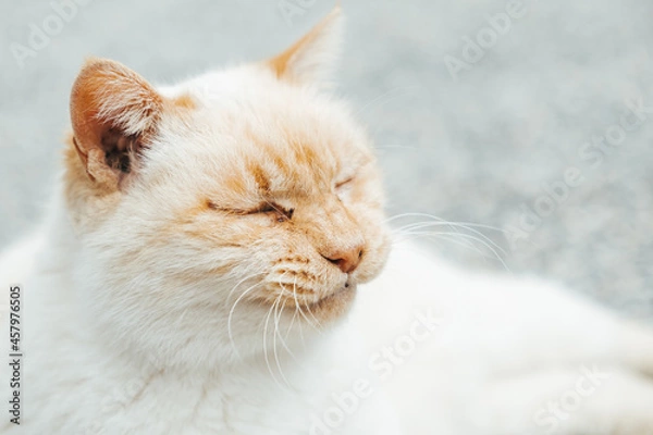 Fototapeta 不満そうな猫