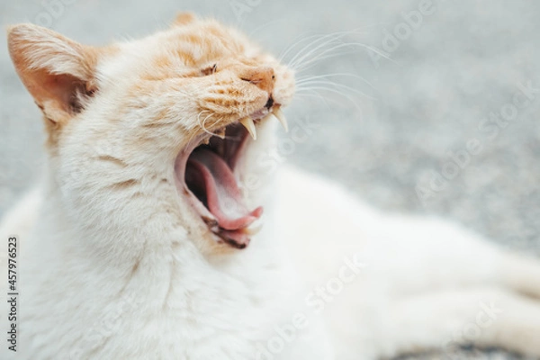 Fototapeta ねこのあくび