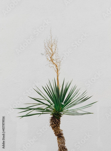 Obraz pine tree with cones