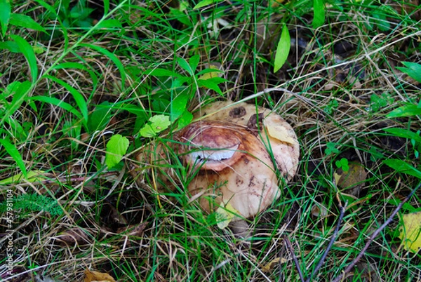 Obraz A mushroom in nature