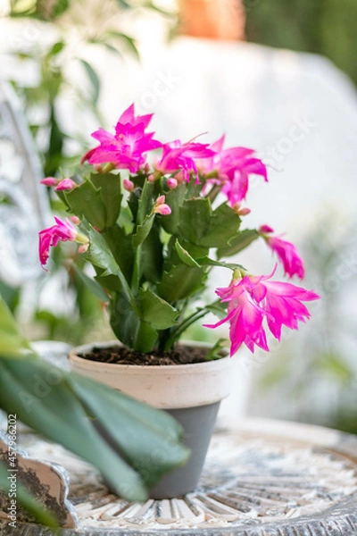 Obraz Weihnachtskaktus