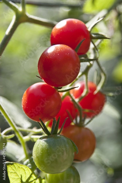 Fototapeta Different Colored Cherry Tomatoes