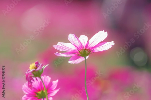 Fototapeta コスモス