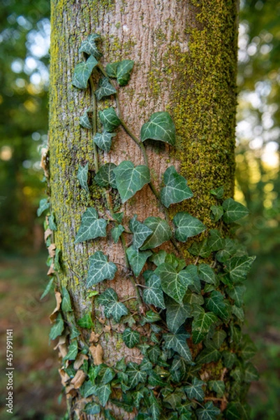 Fototapeta Primo piano di Edera che si arrampica su di un albero. Arrampicarsi