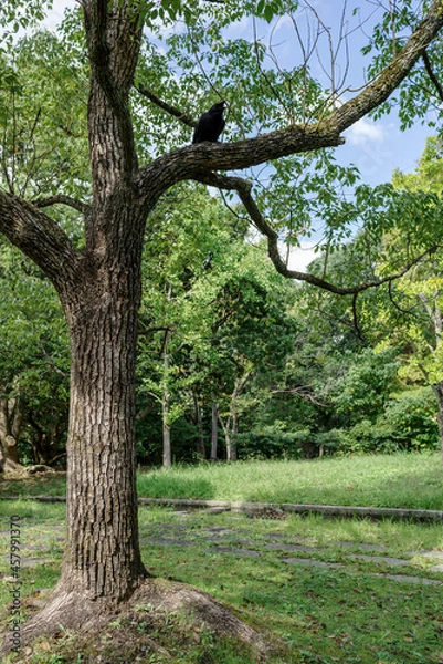 Fototapeta 木の枝にとまるカラスのいる風景