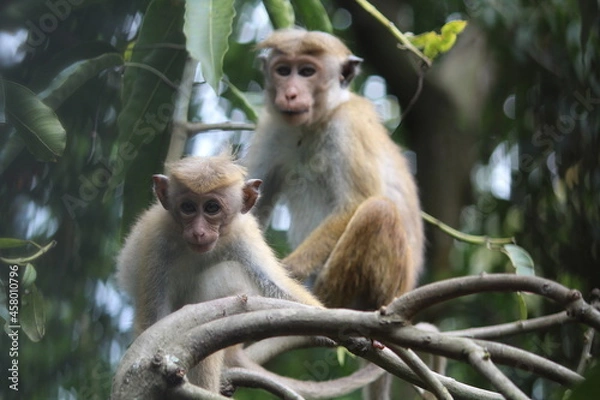 Fototapeta Sri Lankan macaques sitting on a tree