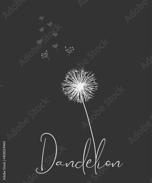 Obraz White Dandelion with Flying Seeds on Black Background. Vector illustration for print.