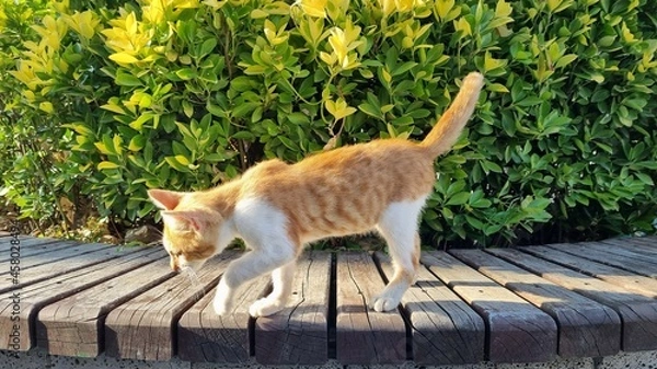 Fototapeta 고양이