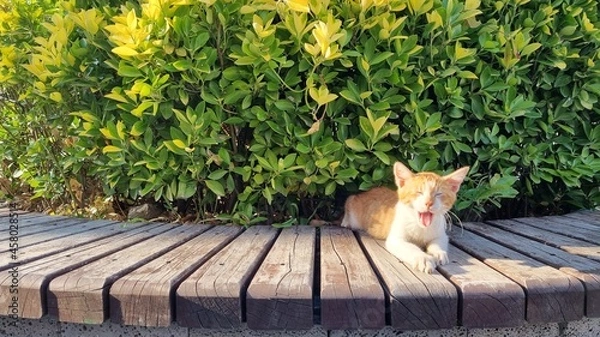 Fototapeta 고양이