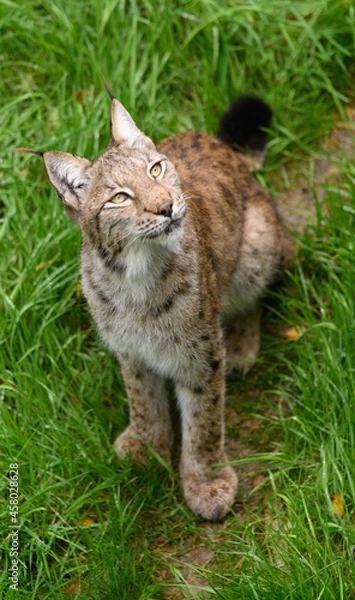 Fototapeta Sitting Lynx