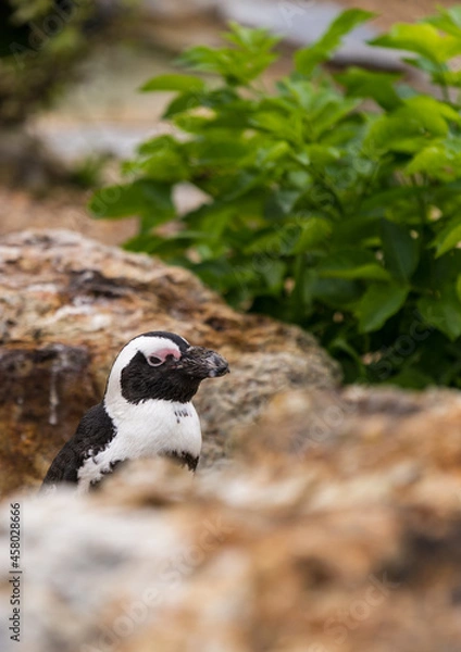 Fototapeta Penguin between rocks
