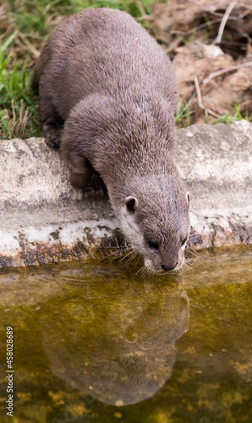 Fototapeta Drinking otter