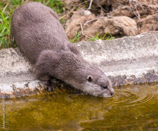 Fototapeta Otter reflection