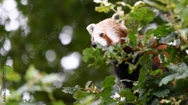Fototapeta red panda in a tree