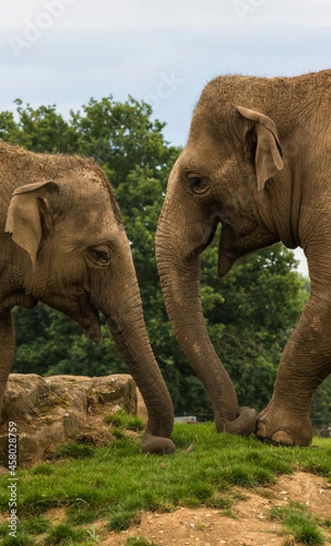 Fototapeta Two elephants