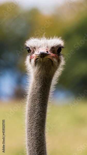 Obraz ostrich head close up