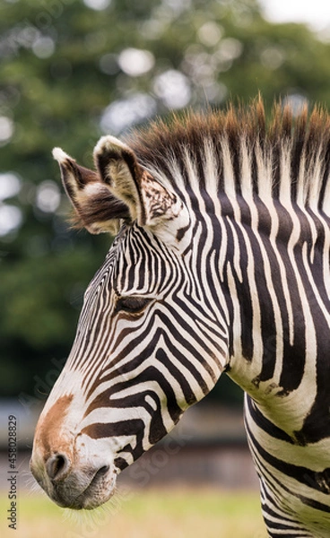 Fototapeta zebra close up