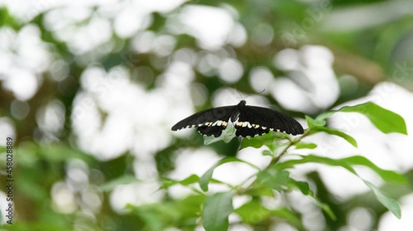 Fototapeta butterfly on leaf