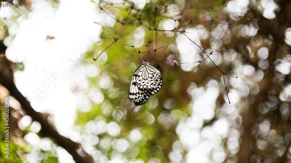 Fototapeta butterfly on tree