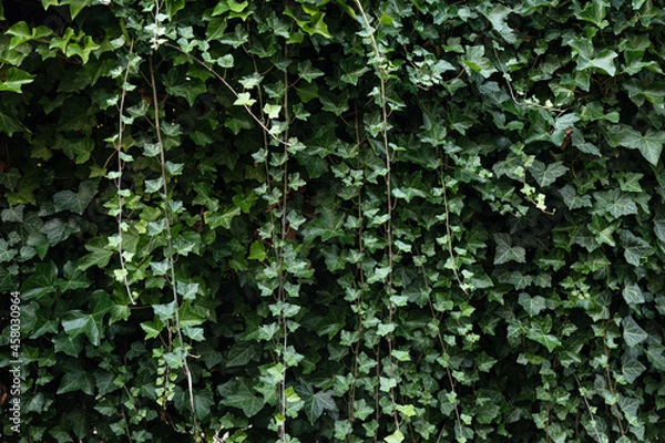 Fototapeta ivy hedge