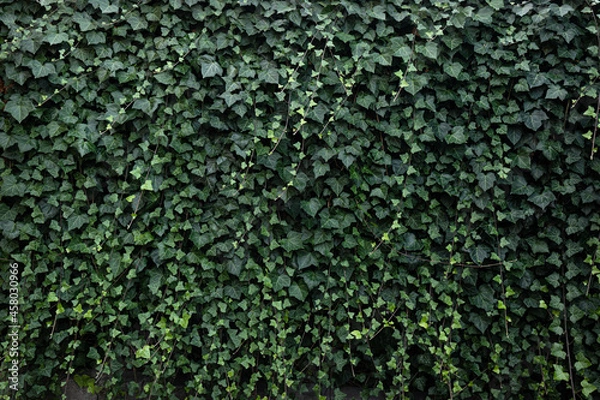 Fototapeta ivy hedge