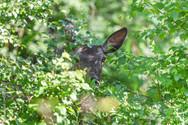 Fototapeta Deer portrett