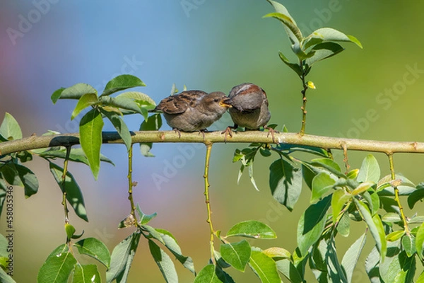 Fototapeta Sparrow feeding