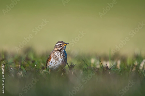 Fototapeta  Redwing