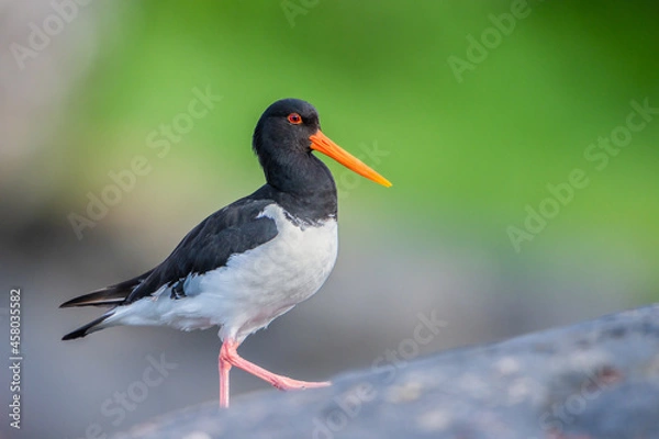 Fototapeta Oystercatcher