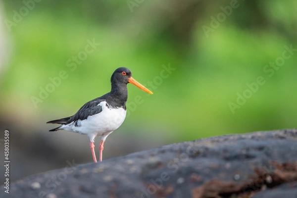 Fototapeta Oystercatcher
