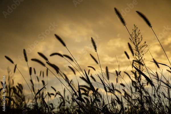 Obraz 朝陽を浴びて金色に輝く雲とネコヤナギのシルエット