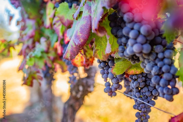 Obraz Vigna, uva, dolcetto, nebbiolo