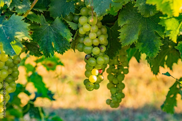 Obraz Vitigno Moscato - Piemonte - Uva