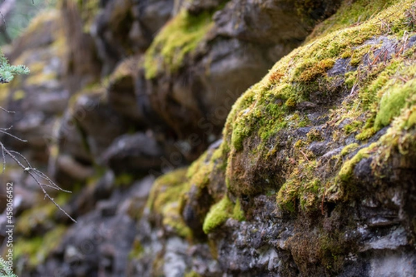 Obraz Moss on a rock Canada