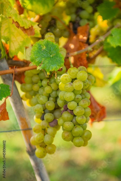 Obraz Vitigno Moscato - Piemonte - Uva