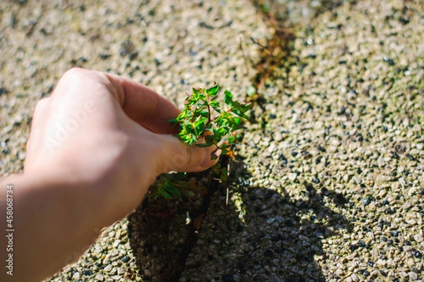 Fototapeta Hand removing weeds that grow between the tiles in the garden.