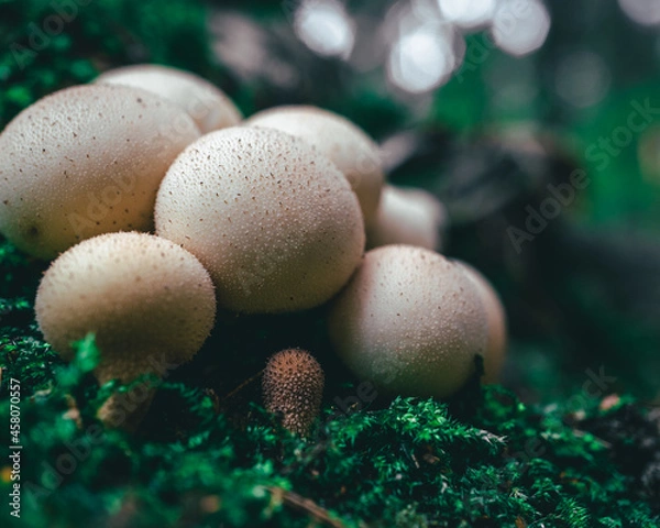 Obraz White mushrooms