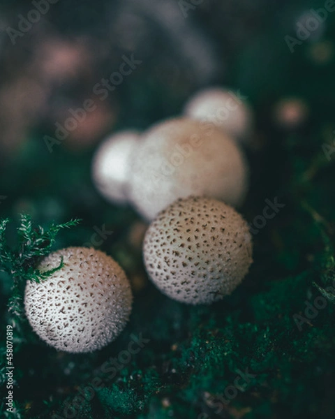 Obraz White mushrooms