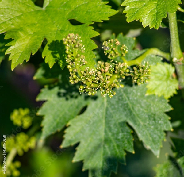 Obraz Vitigno Nebbiolo - Langhe - Piemonte - Uva