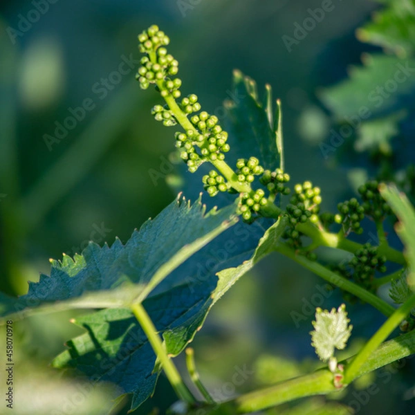 Obraz Vitigno Nebbiolo - Langhe - Piemonte - Uva