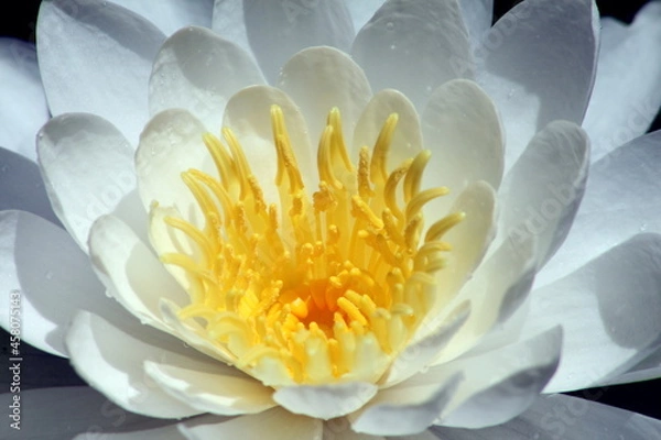 Fototapeta White Lily in a Pond