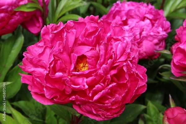Obraz Red Peony in a Garden