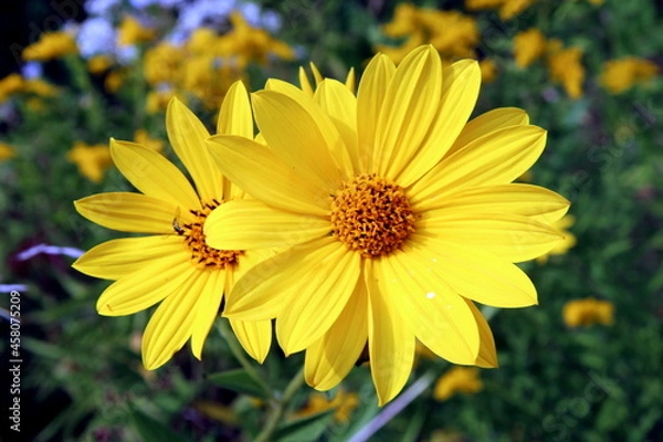 Obraz Yellow Sunflower in a Park